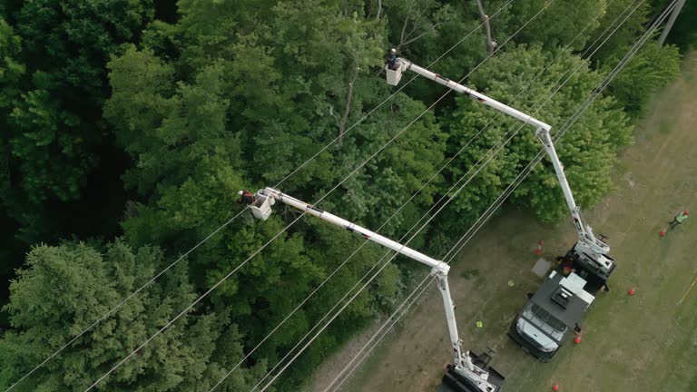 How Our Tree Care Process Works  in La Harpe, IL